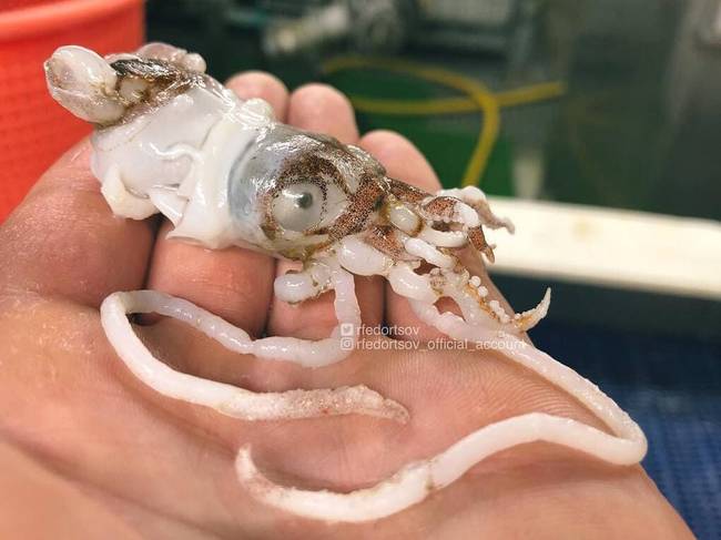 Nagyon érdekes, hogy a fickó a kezében tartja ezeket az állatokat, miközben mi rájuk nézni is alig merünk.