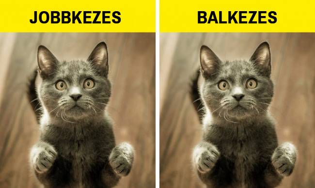 Akárcsak mi emberek, a macskák is jobb- és balkezes egyedekre oszthatók. Épp úgy, mint nálunk, náluk is növekedés közben dől el, hogy melyik mancsuk lesz a dominánsabb, amit később a vadászat során és a különféle cselekvések közben is többet és ügyesebben használnak majd.