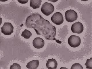Az emberi test a világ legtökéletesebb biztonsági rendszere.