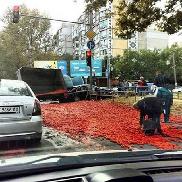 Az idősek már meg is érkeztek, hogy gyűjtsenek maguknak néhány évre elegendő paradicsomot.