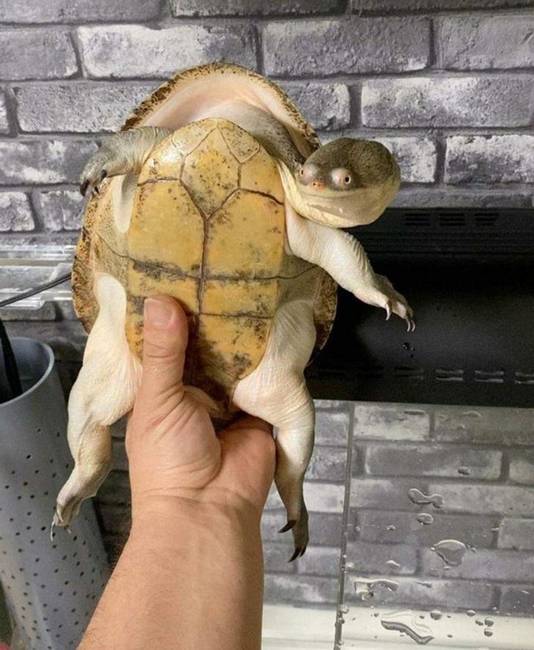 A kígyónyakúteknősök nem véletlenül kapták a nevüket. Bárhol is érünk hozzájuk, azonnal képesek megharapni minket, ha nem vigyázunk.