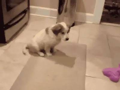 dog fail