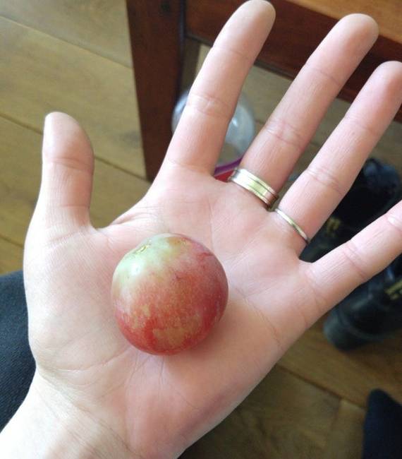 Egy ilyen óriási méretű szőlő mellett már nincs is szükség az egész fürtre.