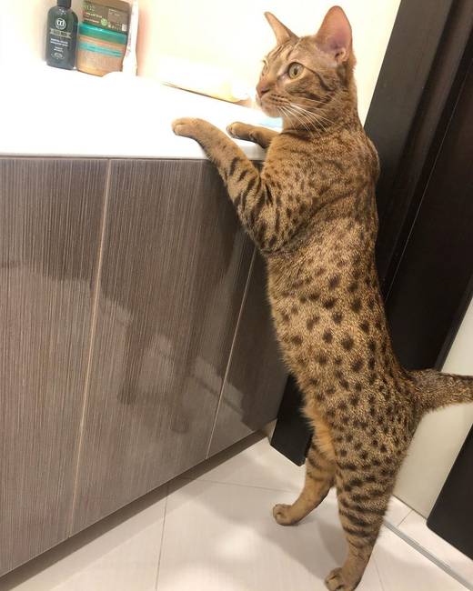 Ocicat