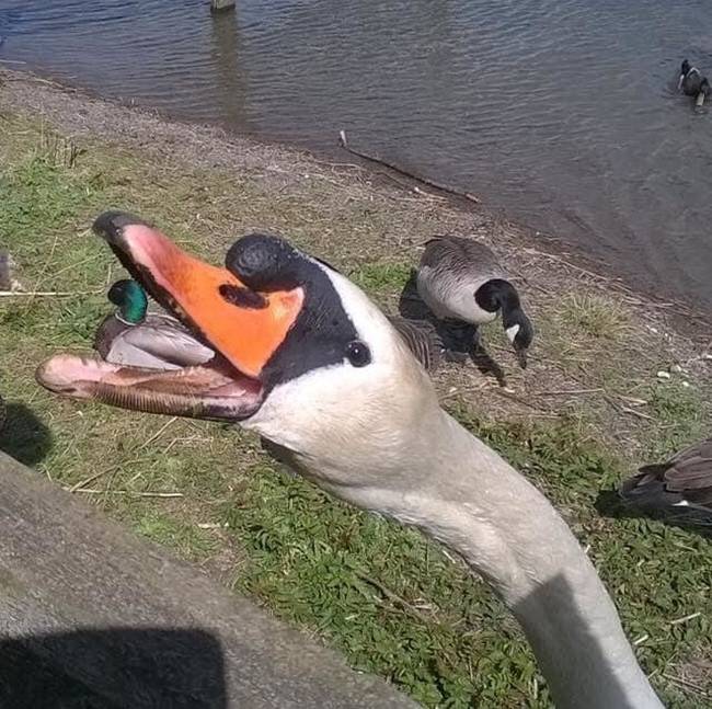 Ez a hattyú épp lenyel egy kacsát.