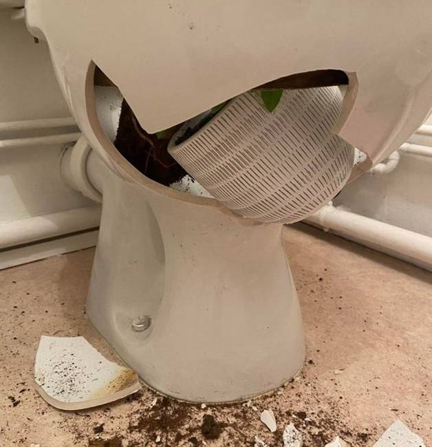 „A macskám úgy döntött, hogy feldobja a reggelem: belelökte a polcon lévő cserepes virágomat a WC-kagylóba."