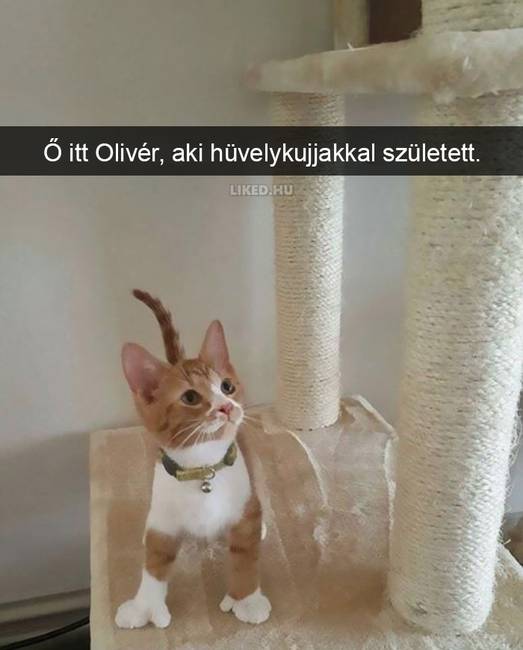 20 röhejes macskás Snapchat-üzenet, ami még a legpocsékabb napot is felvillanyozza
