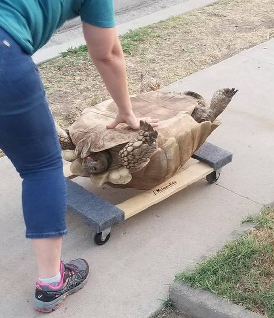 „A szomszédom teknőse elszökött, és egy utcával arrébb találták meg. Mivel 113 kg, ezért ez volt az egyetlen megoldás, hogy hazavigye."