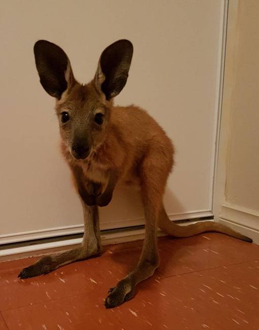 „Bemutatom Baby Ruby-t. Árva volt, ezért örökbe fogadtuk, amíg készen nem áll rá, hogy visszatérjen a vadonba."