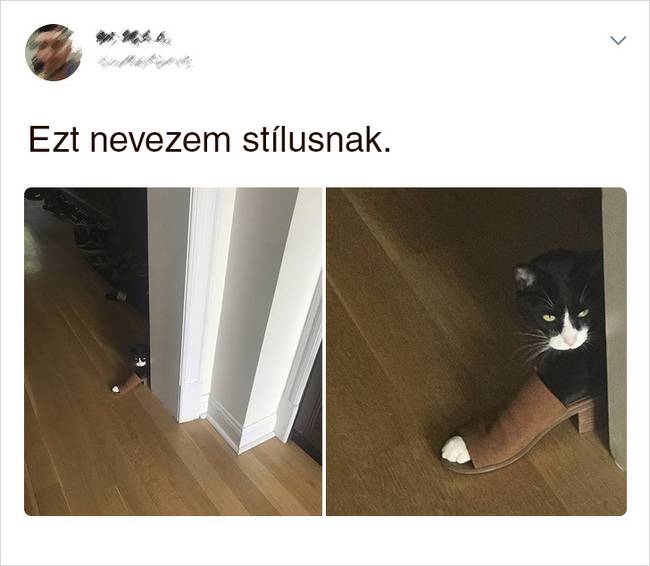20 Tweet, ami bizonyítja, hogy a macskák mellett sosem lehet unatkozni