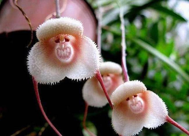 Ha szeretnéd, hogy a reggeli ébredéskor majom arcok nézzenek rád, akkor vásárolj ilyen orchideát.