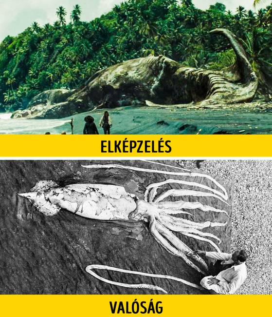 Kraken - óriás tintahal
