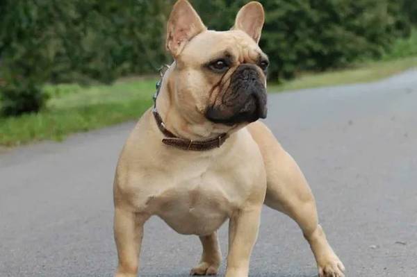 Így néz ki egy francia bulldog: