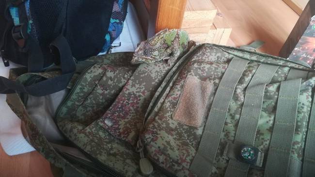 „Így néz ki egy kaméleon a terepszínű hátizsákomon."