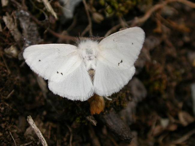 Barnafarkú lepke