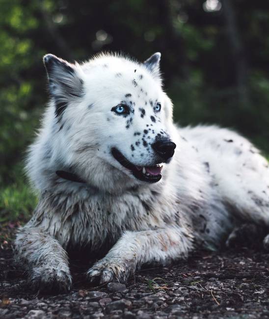 Félig husky, félig dalmata.