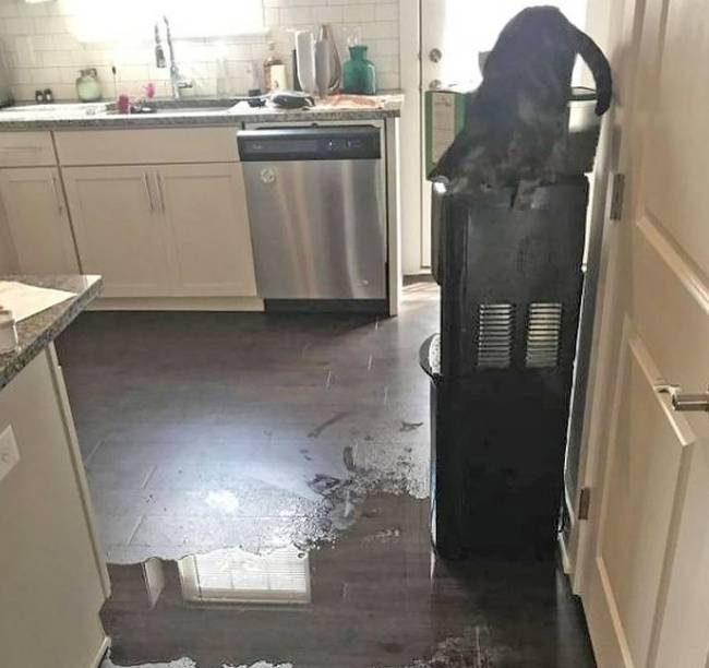 „A macskám rájött, hogyan működik a vízadagoló...”