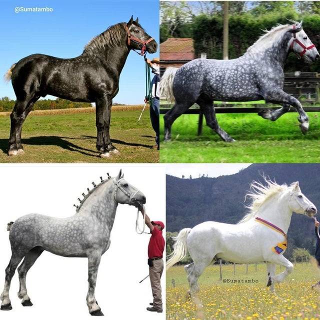 A percheron lovak feketén születnek és szép lassan kifehérednek. Ezen a képen ugyanaz a ló látható, 12 év különbséggel.