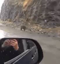 A ragadozó állatok nagyon gyorsan futnak, ezért az előlük való menekülés teljesen haszontalan. Ez itt a képen például egy közel 300 kilós grizzly medve, aki 56 km/h-ás sebességgel fut.