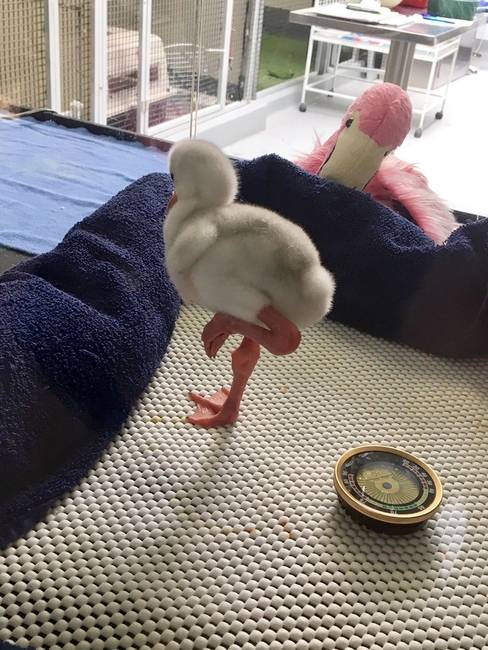 Ez a flamingó csibe most tanulja, hogy kell féllábon állni.