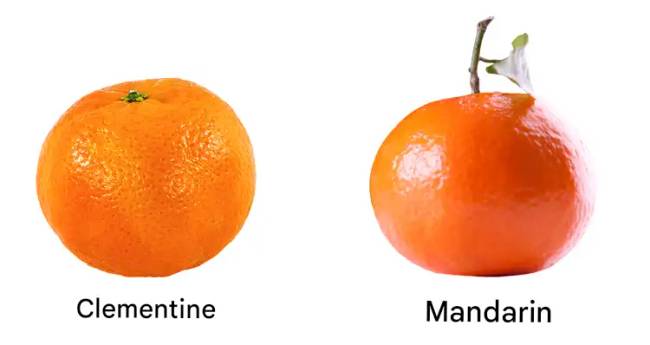 Klementin és mandarin: mi a különbség?
