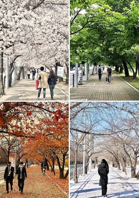 Négy évszak a Yeouido-szigeten.