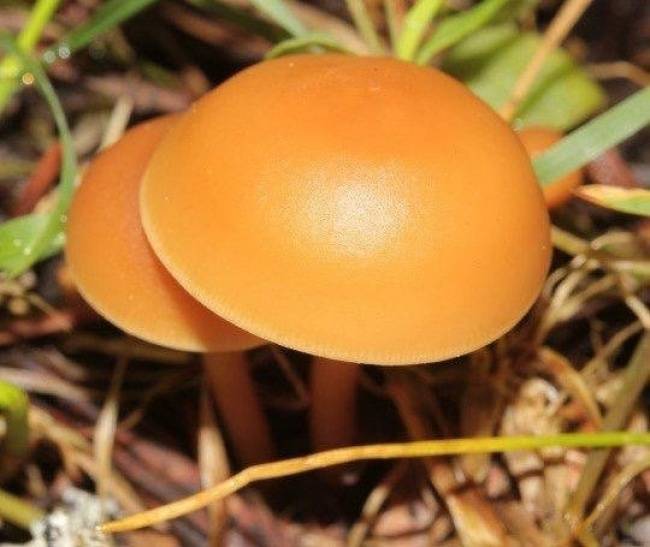 Akár ehető, akár nem, elképesztően gyönyörű!