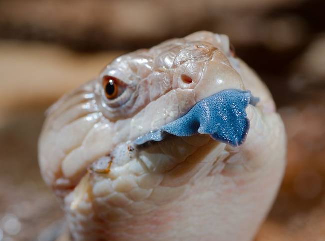 A tiliqua nevezetű gyíkok nyelve kék színű.
