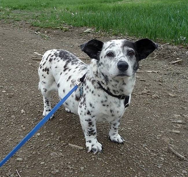 A corgi és dalmata keverék pont úgy néz ki, mint egy apró Oreo süti.