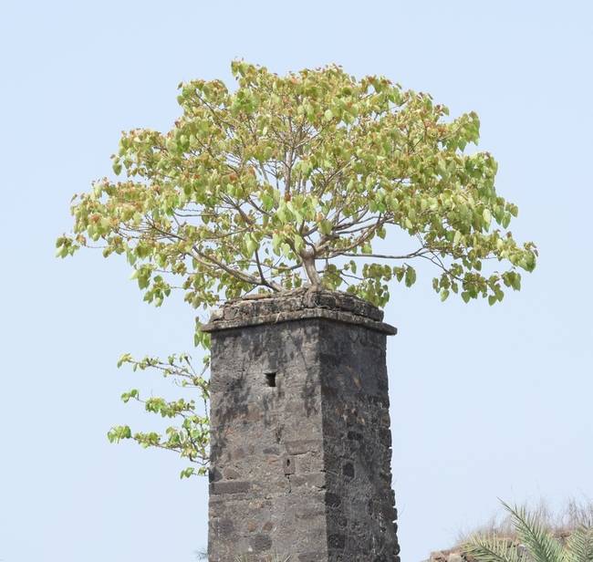 Még a beton sem tarthatja kordában az életet.