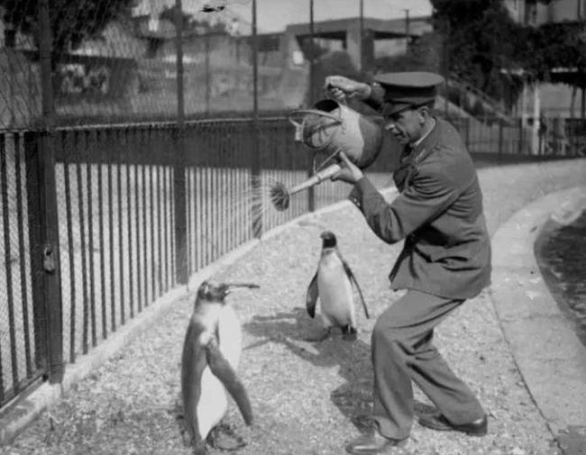Egy állatkerti gondozó, aki éppen locsolókannával hűsít egy pingvint, 1930-ban.