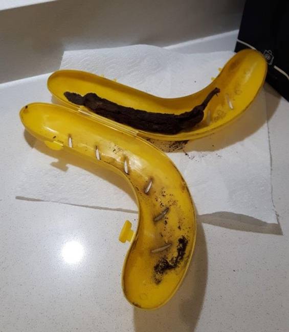 Ez történik, ha egy banánt 5 évre egy banántartóban felejtesz.