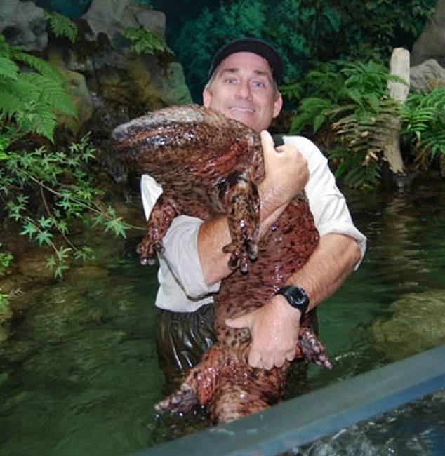 Kínai óriás szalamandra.