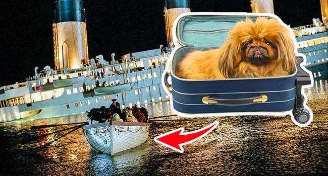 Amikor a Titanic elsüllyedt, 706 ember és 3 kutya maradt életben.