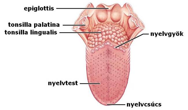 Az emberi test egyik legerősebb izma a nyelv.