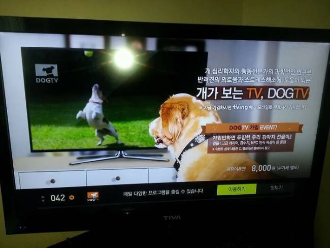 Dél-Koreában van egy olyan tévécsatorna, ahol egész nap kutyák számára sugárzott adásokat adnak.