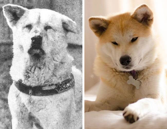 Akita