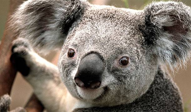 Ha már itt tartunk…a Koalák megeszik a saját anyjuk ürülékét.