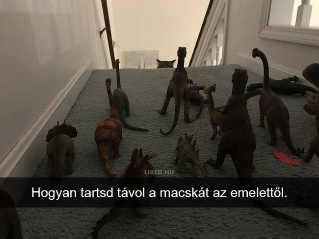 20 röhejes macskás Snapchat-üzenet, ami még a legpocsékabb napot is felvillanyozza