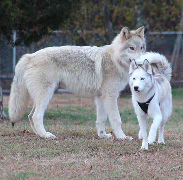 Kevesen tudják, de a farkasok majdnem háromszor akkorák, mint egy közönséges husky.