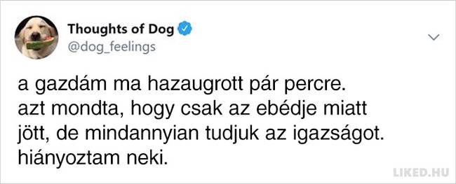 20 vicces kutyagondolat, amivel minden gazdi könnyedén képes lesz azonosulni