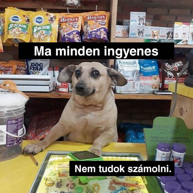 Ingyenes dolgok bolti kutya