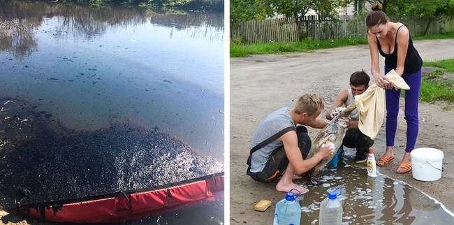 Brest lakói összegyűltek, hogy lemossák az olajszennyezés miatt koszos hattyúkat.