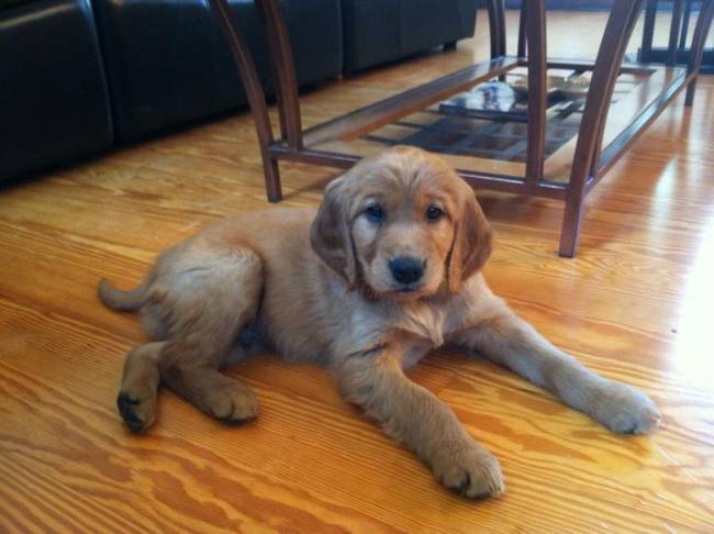 Ilyen csoda születik, amikor egy golden retriever találkozik egy ír szetterrel.