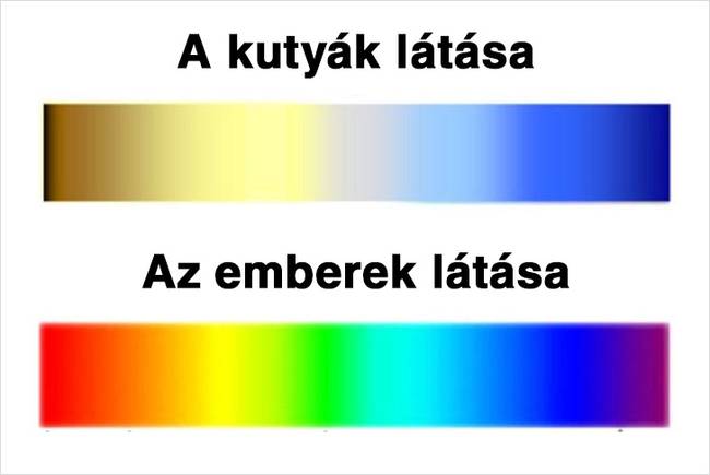 Hogyan látják a színspektrumot a kutyák és az emberek.
