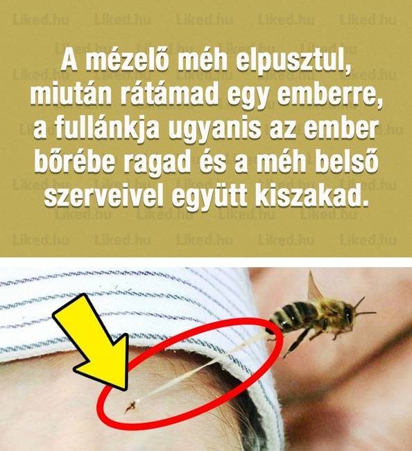 20+ érdekes tény a nagyvilágból, amit legvadabb álmainkban sem gondoltunk volna