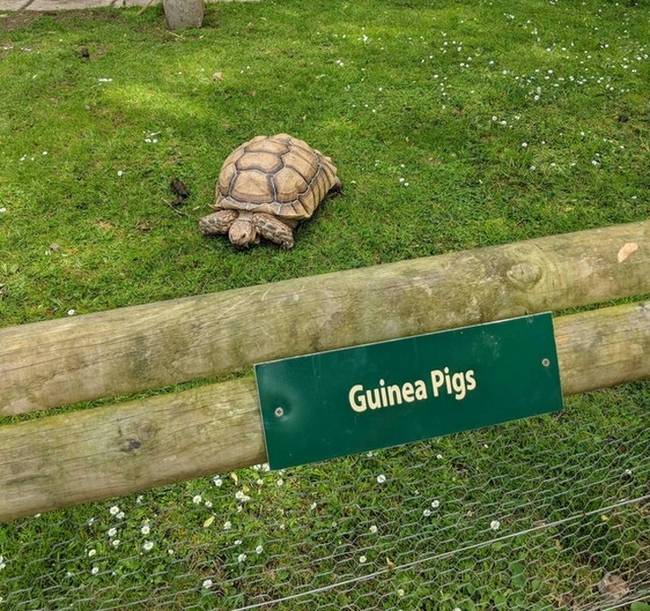 Te is teknőst látsz? (felirat: tengerimalac)
