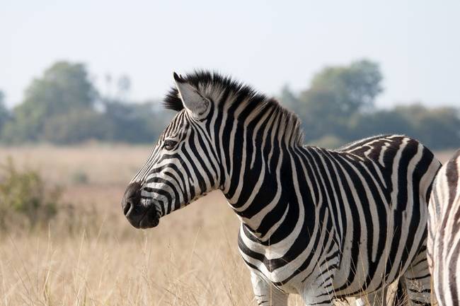 Most akkor a zebra fekete színű fehér csíkokkal vagy fordítva?!