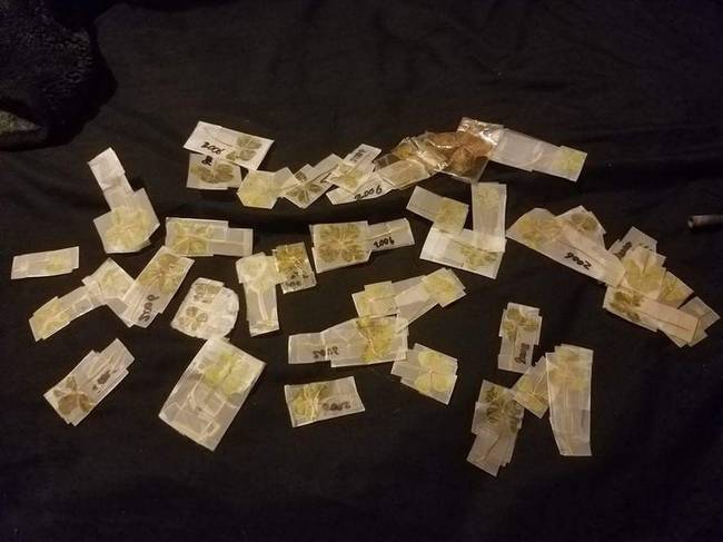 „41 négylevelű- és 1 darab ötlevelű lóhere. Ezeket még gyerekkoromban gyűjtöttem és csomagoltam el, legnagyobb meglepetésre pedig a minap ismét rájuk bukkantam a padláson...”