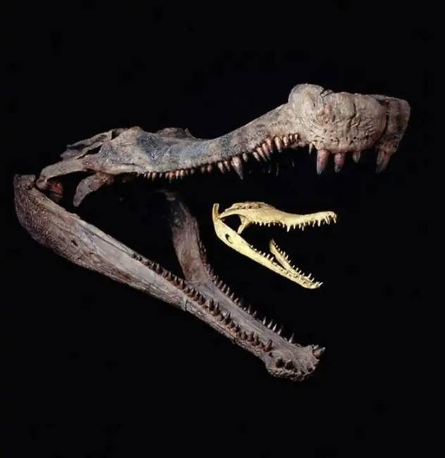 Dinoszauruszok történelem régészet 029